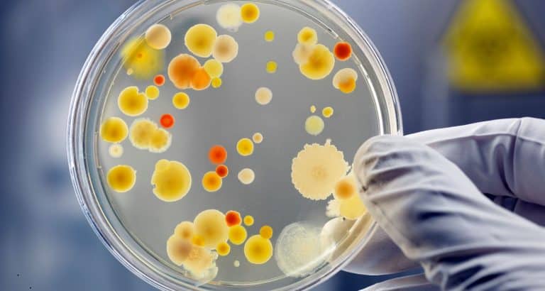 Bacteriile nu sunt dușmanii tăi &mdash; dar nici aliații tăi necondiționați