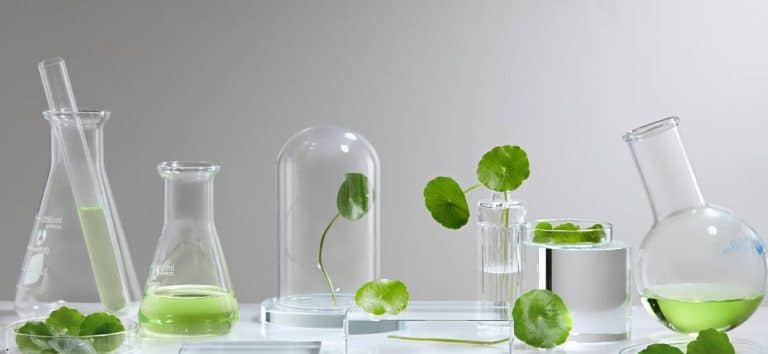 Centella Asiatica &ndash; Frunza care repară: &icirc;ntre tradiție, știință și echilibrul inimii