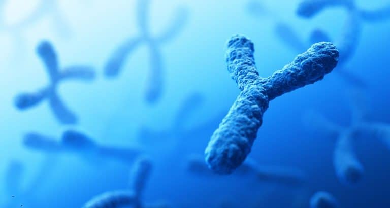 Cromozomii nu stochează doar gene &mdash; ei decid și c&acirc;nd o celulă moare