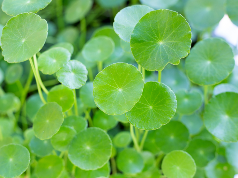 Centella asiatica și colesterolul: mecanisme, dovezi experimentale și limitele datelor clinice