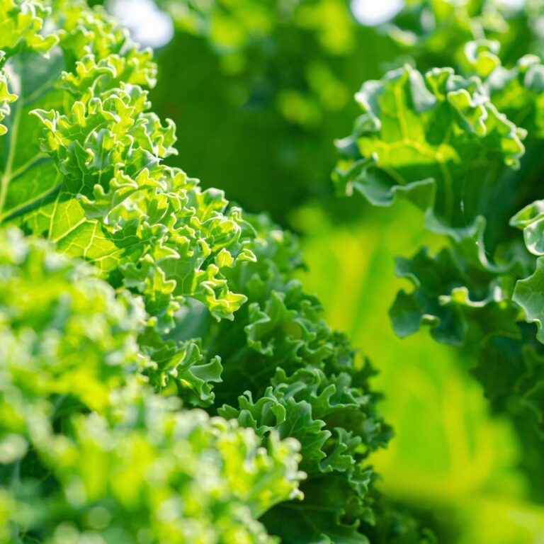 Antioxidanții nu combat stresul oxidativ ca un scut &mdash; ci ca un sistem de semnalizare