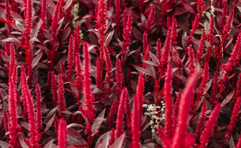 Amaranthus caudatus, &bdquo;floarea nemuririi&rdquo;: planta sacră a Anzilor, pe care Culpeper o prescria pentru s&acirc;ngerări doar pentru că este roșie