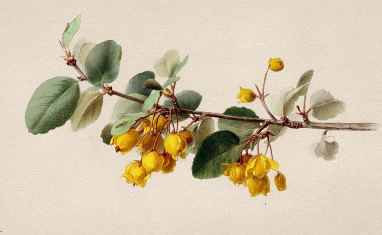 Dracila (Berberis vulgaris): istorie, proprietăți, berberină și ce spun studiile