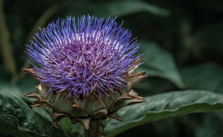 Anghinarea (Cynara scolymus): beneficii pentru ficat, colesterol și digestie, de la ierbarele vechi la studiile clinice