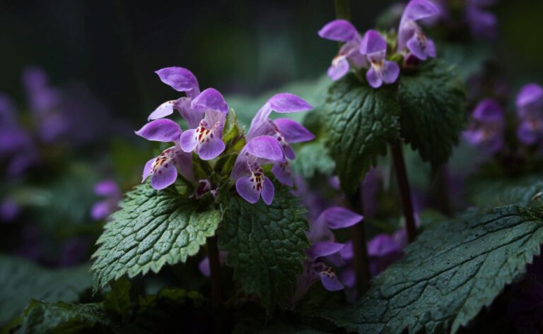 Urzica moartă nu &icirc;nțeapă &mdash; dar nici nu este inertă biologic Lamium album, Lamium galeobdolon, Lamium purpureum
