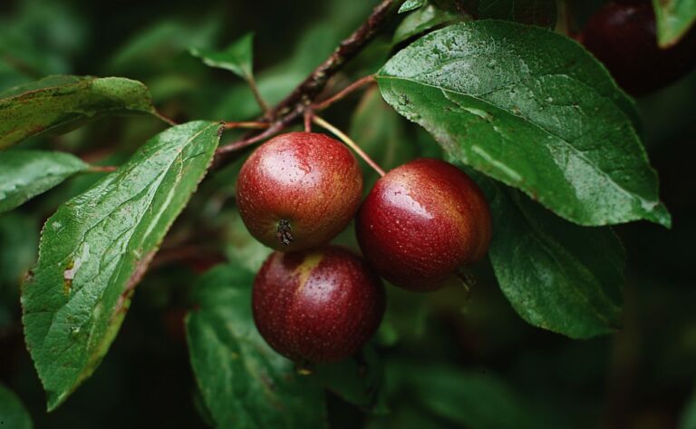 Malus species &ndash; Istoria, simbolurile și beneficiile fructului zeilor