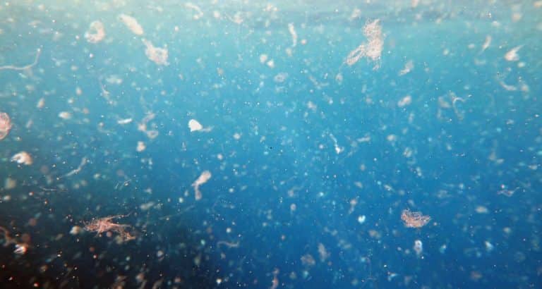 Microplasticul: ce este, cum ajunge &icirc;n corpul nostru și ce putem face concret, acasă