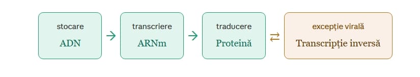 transciere adn