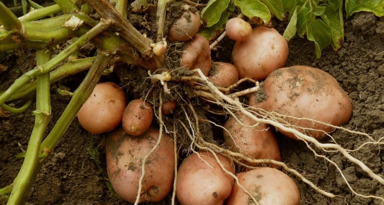 Cartoful fiert, răcit și re&icirc;ncălzit nu mai este același aliment din punct de vedere biologic