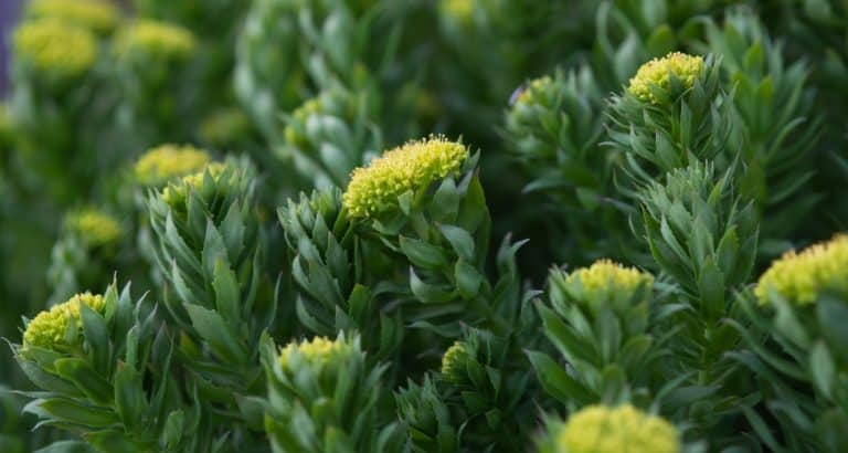 Rhodiola rosea nu opreste stresul &ndash; poate modifica felul in care corpul il tolereaza