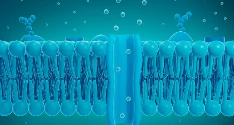 Sfingolipidele: lipidele care construiesc membranele, mielina și semnalizarea creierului