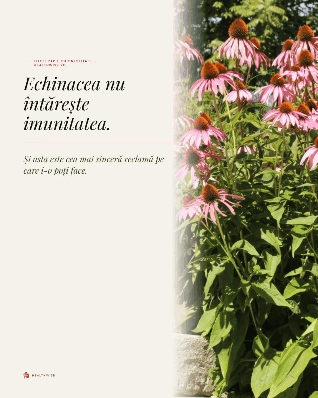 Echinacea: imunomodulare, dovezi nuantate si limite reale — Carousel vizual Healthwise