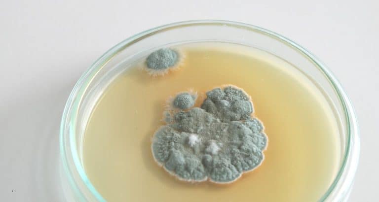 O mucegăire accidentală a schimbat medicina, dar nu a fost suficientă pentru a crea primul antibiotic