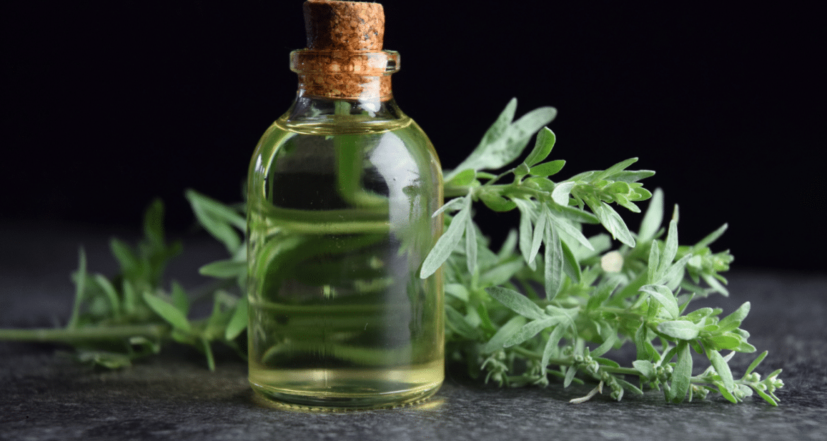 Pelinul stimulează digestia prin gustul amar — dar Artemisia absinthium nu este o plantă lipsită de riscuri