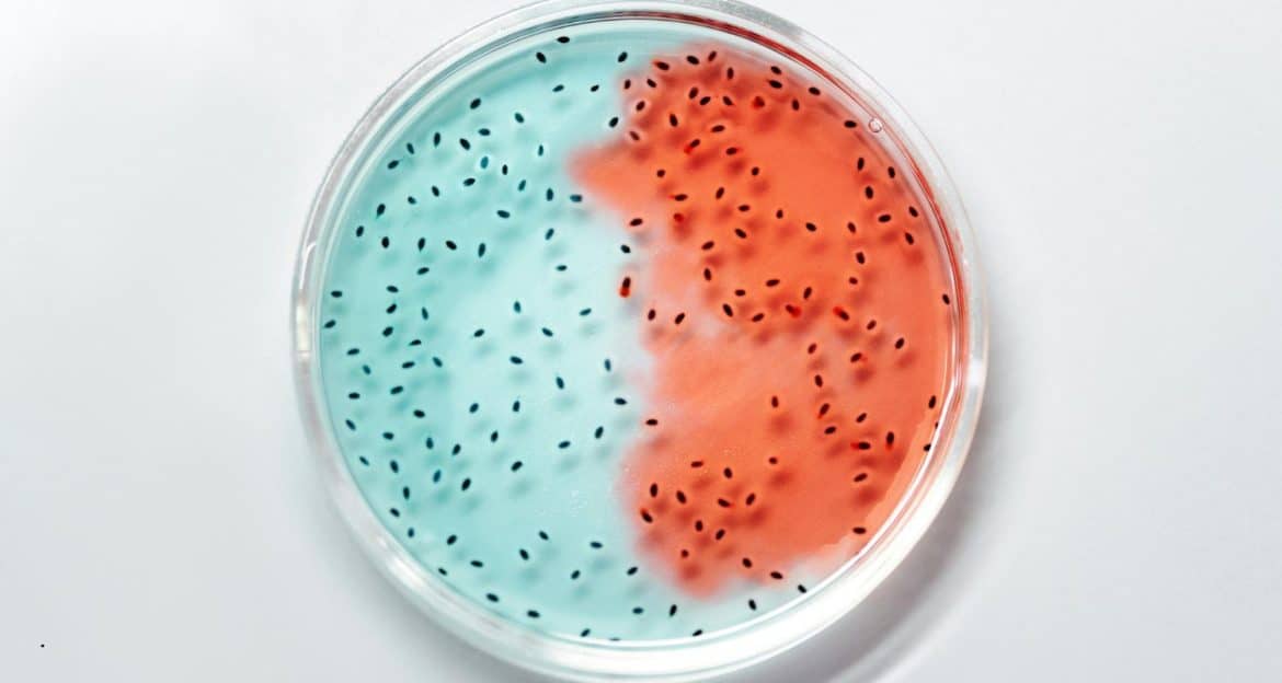 Spermatogeneza: procesul biologic prin care testiculele produc spermatozoizi