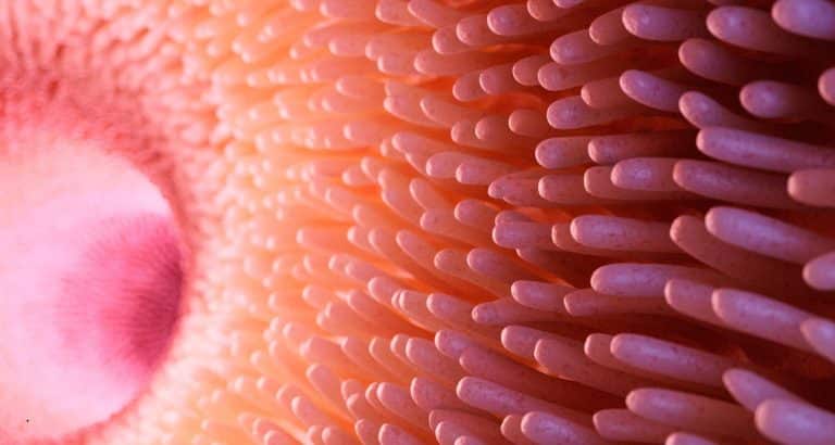 Microbiota nu consumă doar triptofanul &mdash; &icirc;l transformă &icirc;n molecule care comunică cu sistemul imunitar