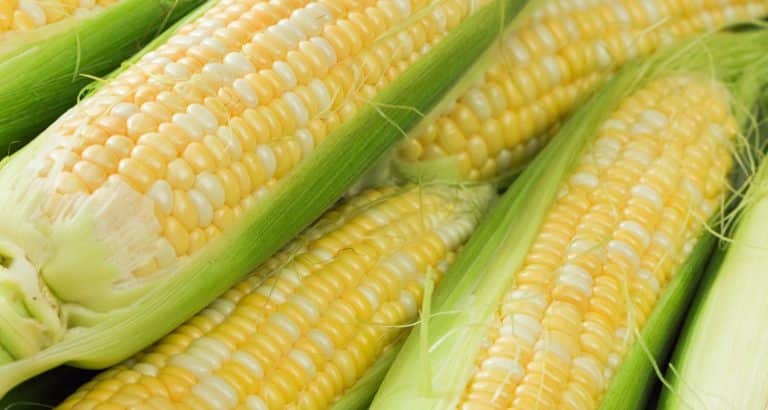 Porumbul nu este doar o sursă de carbohidrați: ce conține și cum influențează sănătatea