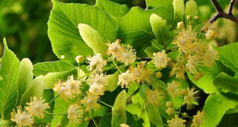 Teiul (Tilia) &mdash; beneficii reale, mecanisme biologice și limite ale dovezilor