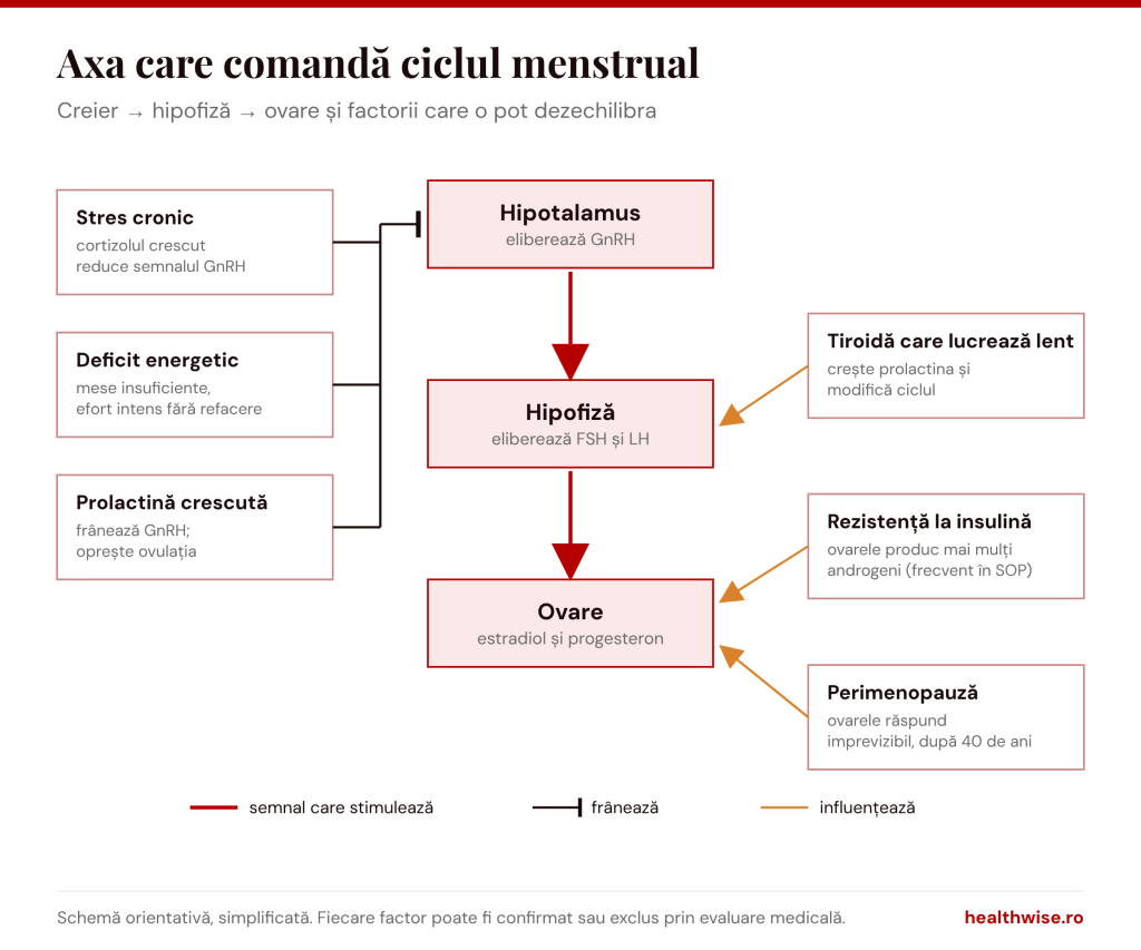 Schema axei hipotalamus&ndash;hipofiză&ndash;ovare și a factorilor care o pot dezechilibra: stres, deficit energetic, prolactină crescută, tiroidă, rezistență la insulină, perimenopauză