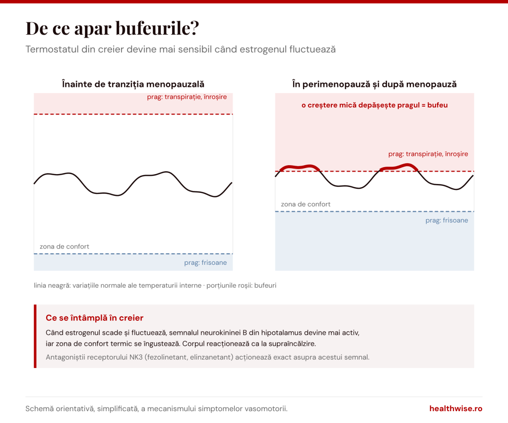 De ce apar bufeurile: la menopauză, zona de confort termic din creier se &icirc;ngustează, iar o creștere mică a temperaturii depășește pragul de transpirație