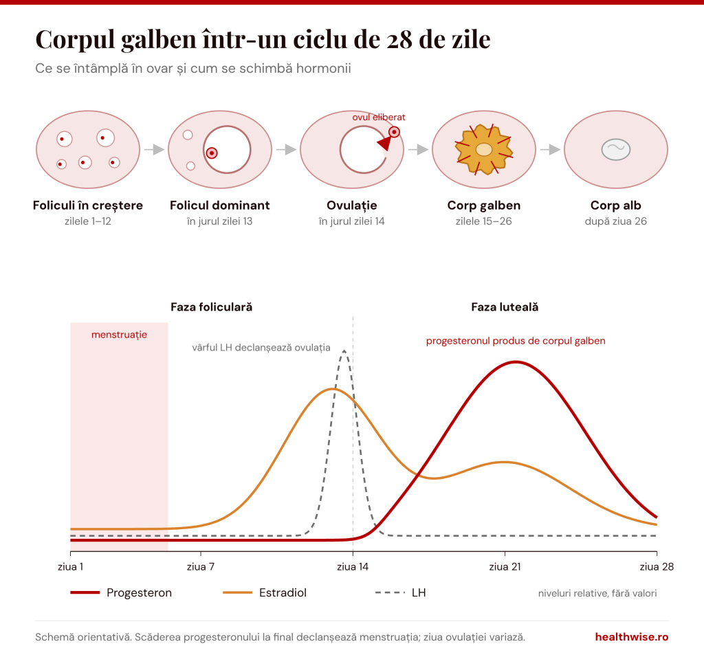 Schema corpului galben &icirc;ntr-un ciclu de 28 de zile: etapele din ovar și curbele hormonilor