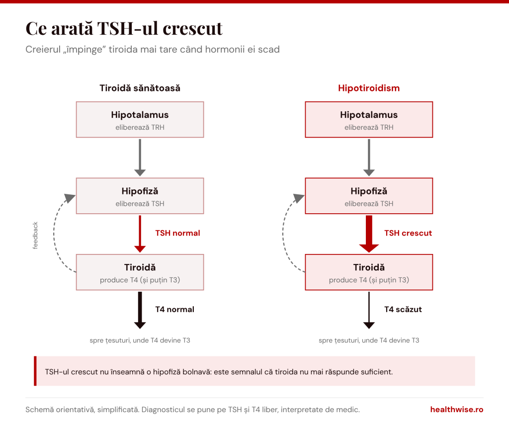 De ce crește TSH-ul &icirc;n hipotiroidism: hipofiza stimulează mai tare o tiroidă care produce prea puțin T4