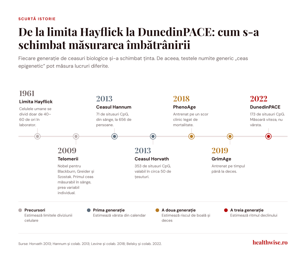 Cronologia ceasurilor biologice, de la limita Hayflick la DunedinPACE