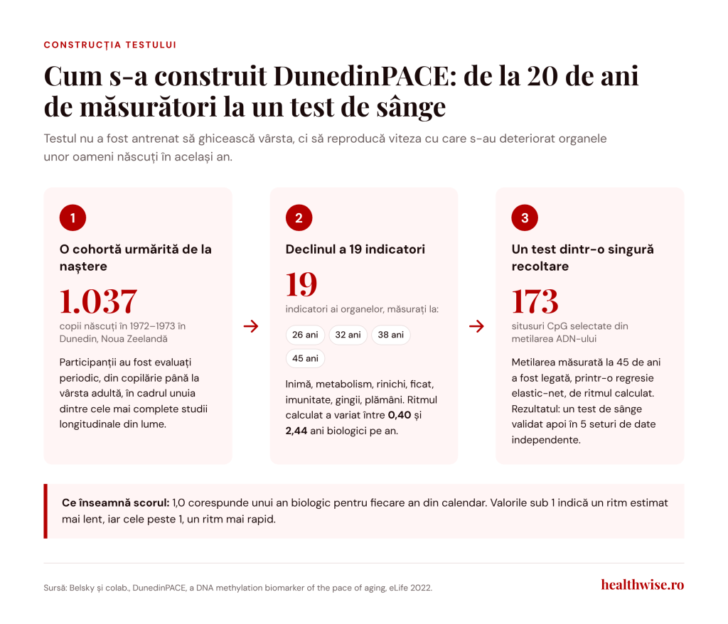 Cum a fost construit testul DunedinPACE din studiul Dunedin