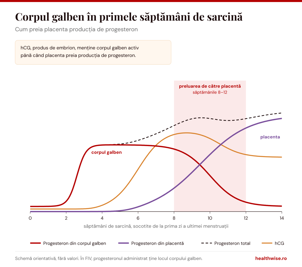 Corpul galben &icirc;n primele săptăm&acirc;ni de sarcină și preluarea progesteronului de către placentă